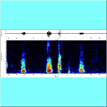 Pimelodella sp_spectrogram.png